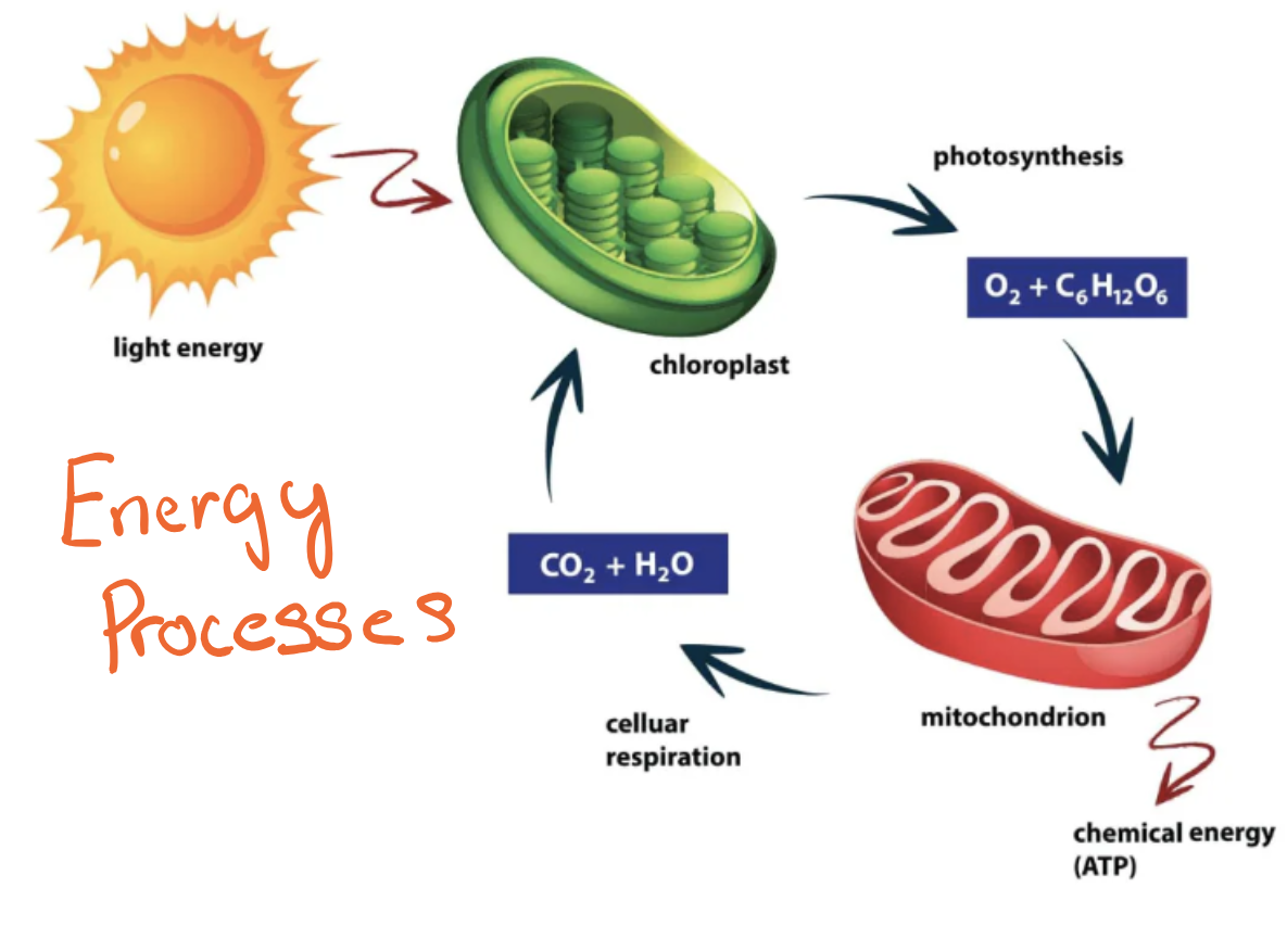 Biology_for_Kids