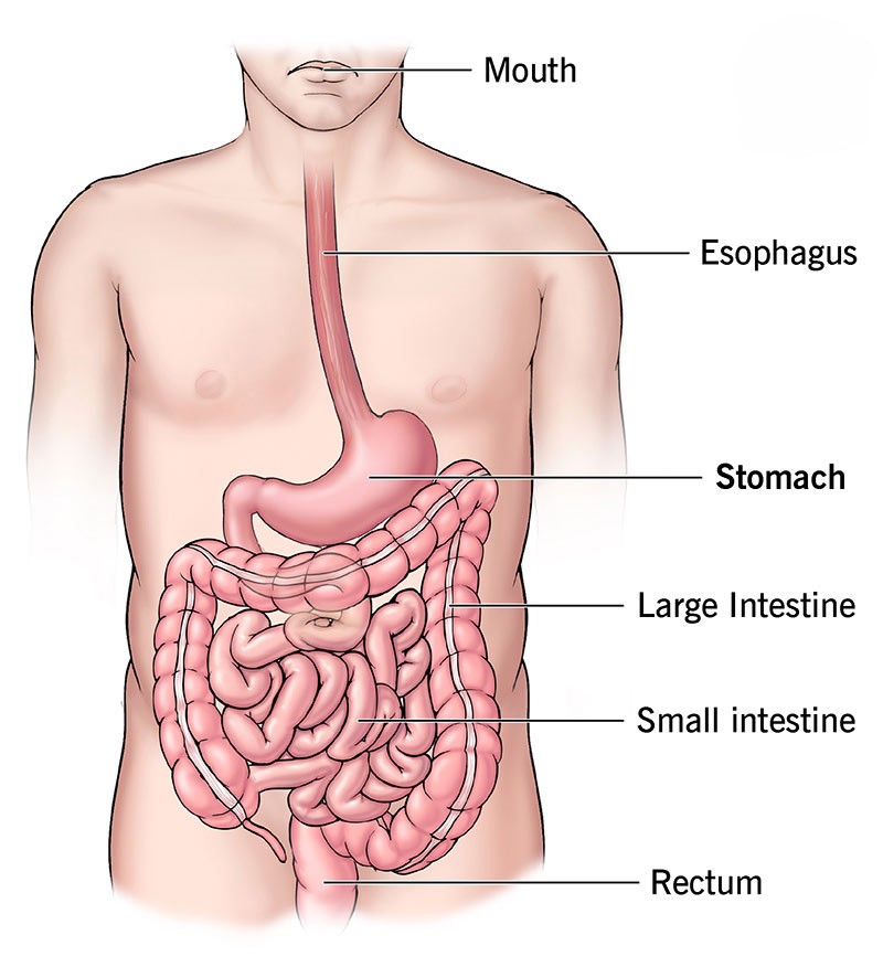 Biology_for_Kids