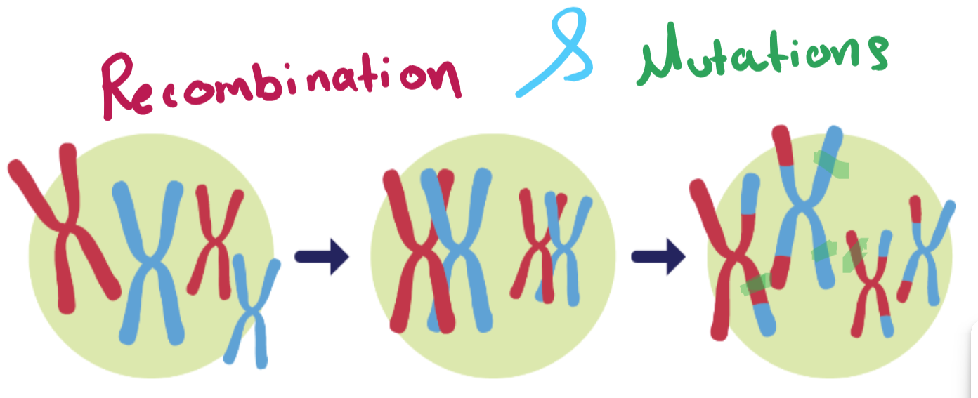 Biology_for_Kids