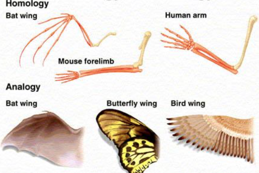 Biology_for_Kids