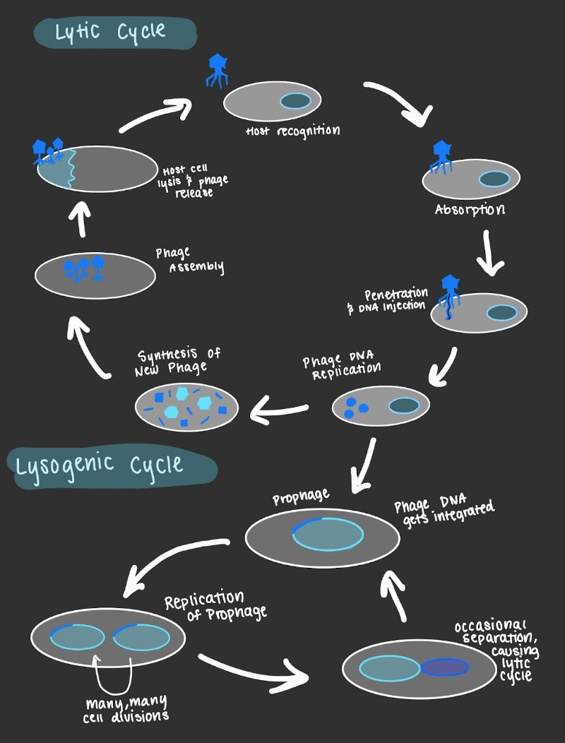 Biology_for_Kids