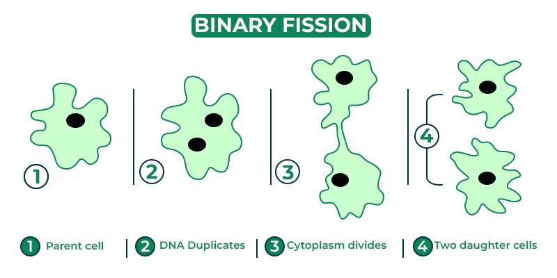 Biology_for_Kids