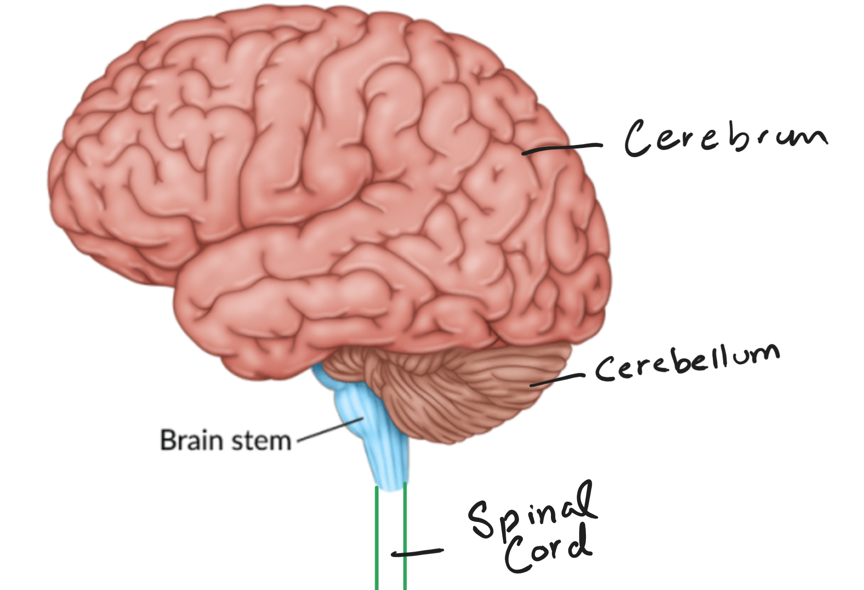 Biology_for_Kids