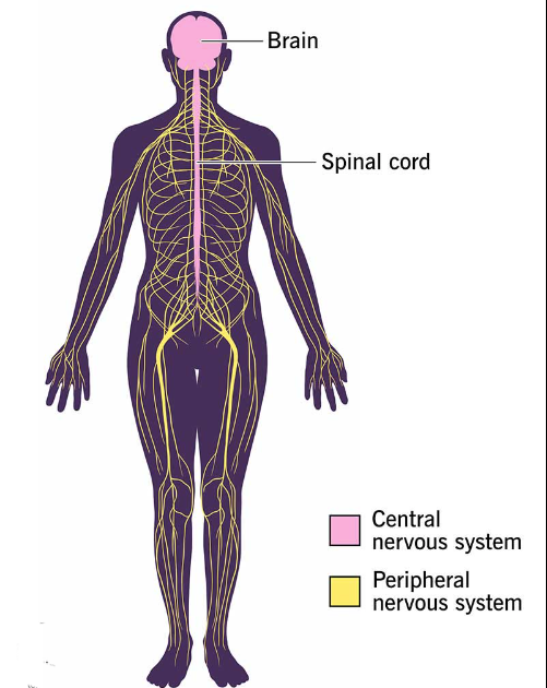 Biology_for_Kids