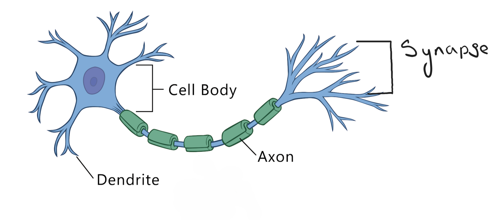 Biology_for_Kids