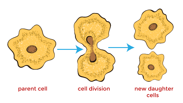 Biology_for_Kids