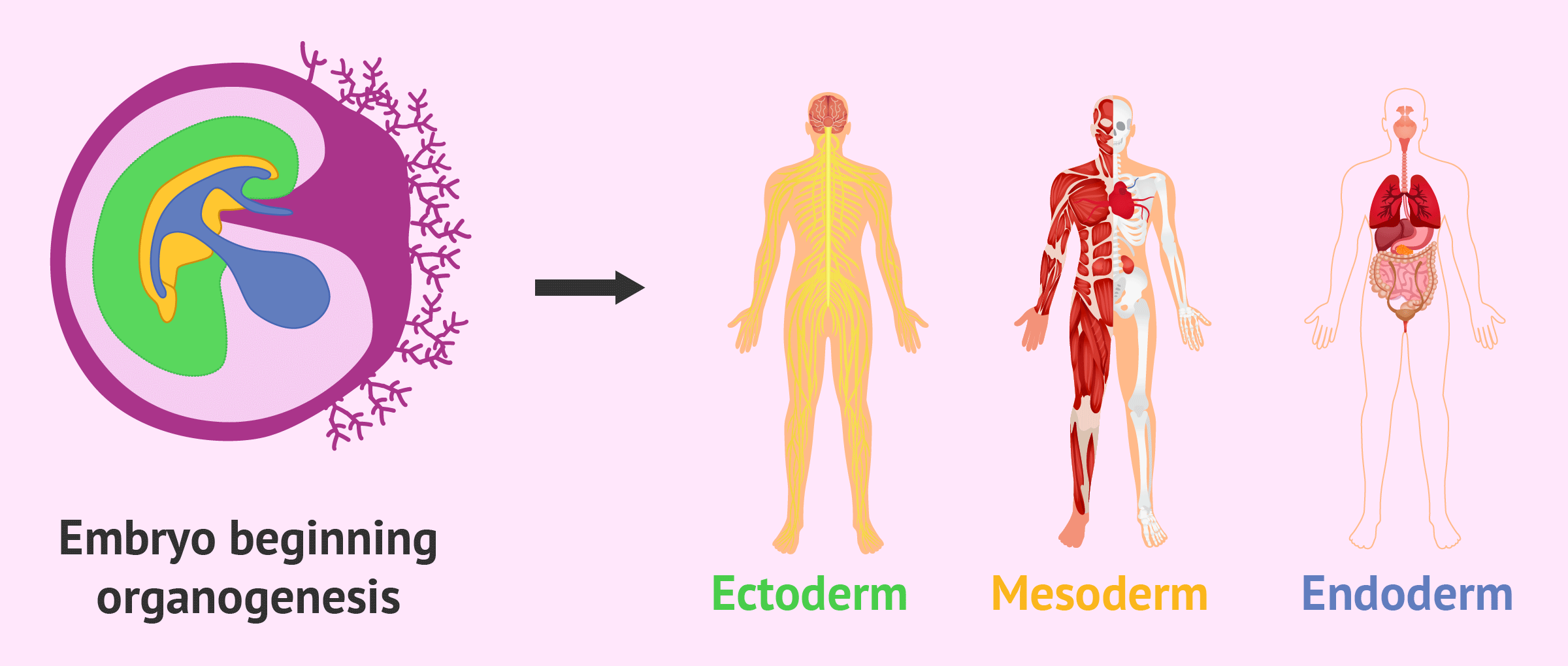 Biology_for_Kids