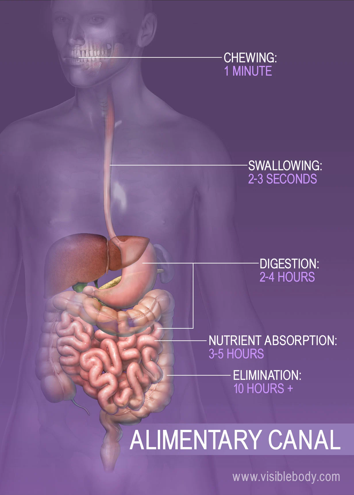 Biology_for_Kids