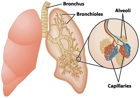 Biology_for_Kids